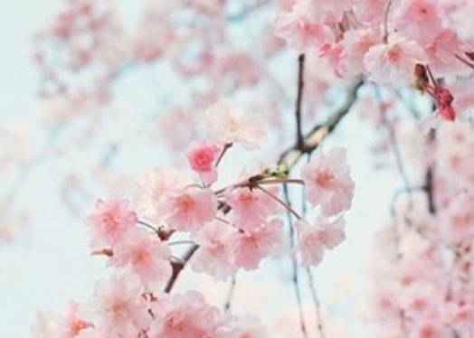 《江城子·画楼帘幕卷新晴》卢祖皋原文翻译赏析