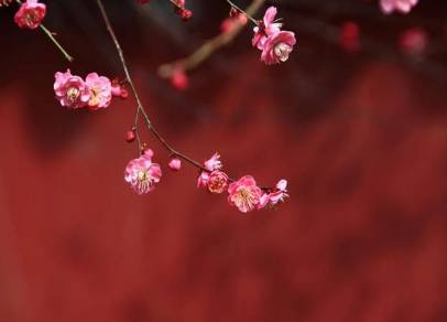 春季有几个节气？从诗作中探索春季节气的魅力