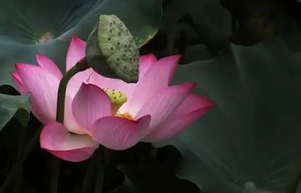 晏几道《临江仙·长爱碧阑干影》:词章虽已终结而其余韵犹在回荡
