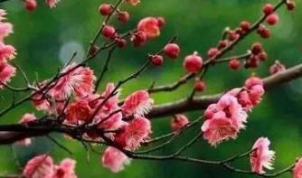 侯夫人的《春日看梅花二首》表达了什么感情?