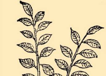 本草纲目·第八卷·草部·朱砂根原文是什么内容?