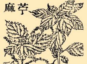 本草纲目·第八卷·草部·苎麻原文是什么内容?