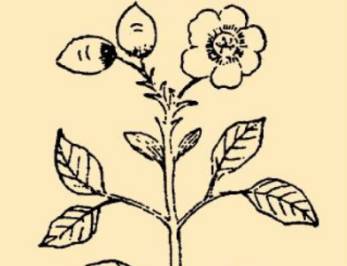 本草纲目·第八卷·草部·曼陀罗花具体内容是什么?