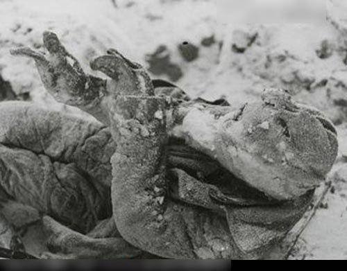 （老照片）1939年苏芬战争 大量军人被冻成冰人