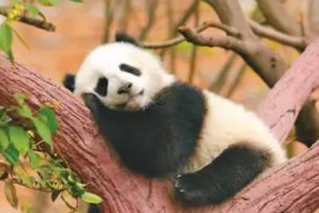 中国的大熊猫为什么沦落成为濒危物种呢？