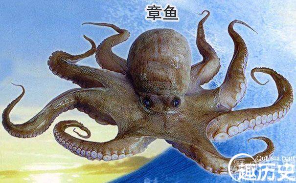 为什么说​章鱼是最接近外星人的生物?