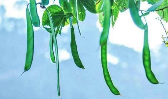 古代人怎么洗头发?这种方法虽恶心但可以防脱发