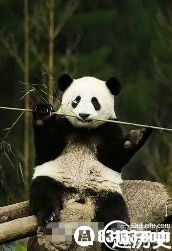 走进中国国宝大熊猫  揭秘大熊猫的习性