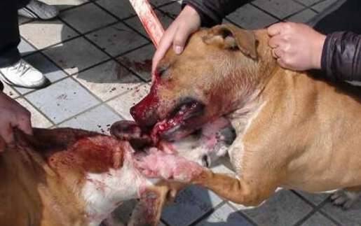世界上最厉害的狗,比特犬不咬死不松口