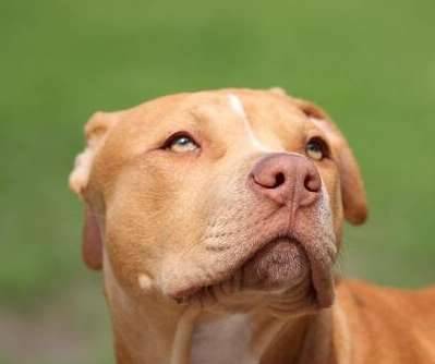 世界上最厉害的狗,比特犬不咬死不松口