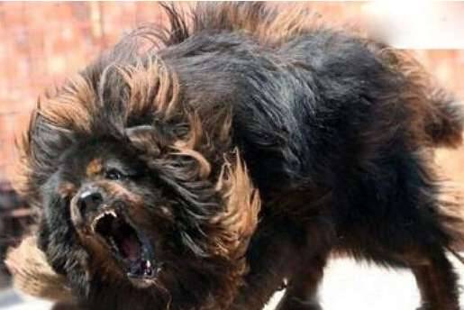 世界上最厉害的狗,比特犬不咬死不松口