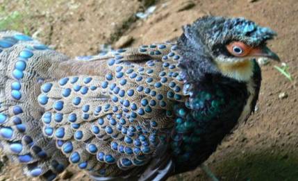 加里曼丹孔雀雉：十分罕见，有着不输于孔雀的美貌