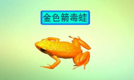 金色箭毒蛙:喜潮湿环境,毒性是所有箭毒蛙的20倍