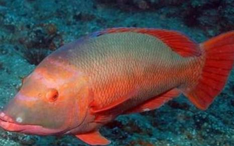 赤红龙有哪些形态特征?一般都分布在哪里呢?