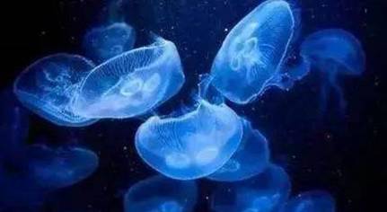 在自然界的生物中,白色霞水母有怎样的生活习性与特征?