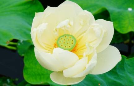 荷花长什么样子?都有哪些形态特征呢?