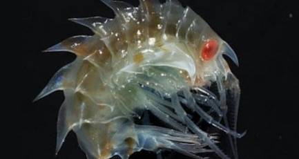 经过科学家们的探索，南极洲有着哪10大神秘生物？