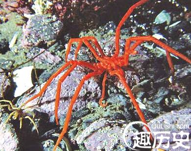 奇特生物海蜘蛛 体长25厘米生殖器长在腿上