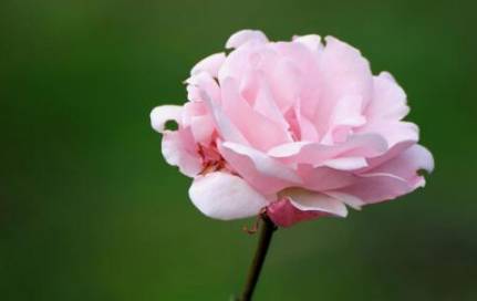 月季花的花语究竟是什么？是幸福、光荣和美艳