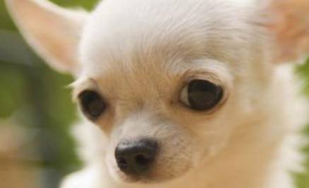 蜜莉(Milly)为何是世界上最小的狗?它属于哪一类的犬种?