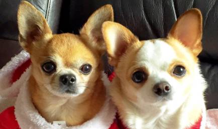 蜜莉(Milly)为何是世界上最小的狗?它属于哪一类的犬种?