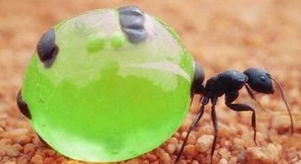 世界上最好吃的蚂蚁位于哪里？为何让许多游客慕名而来？