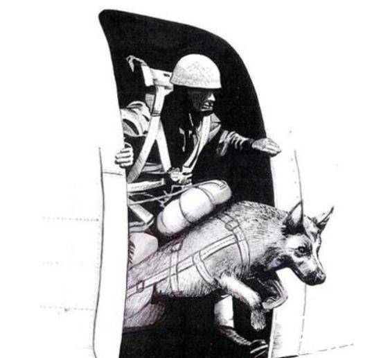 二战英空降战犬传奇:曾获英国军队最高荣誉