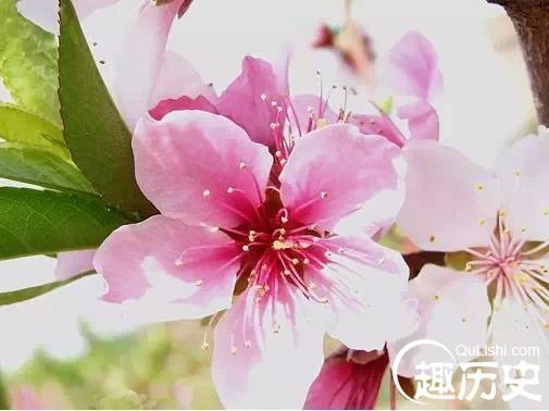 教你分清桃花、杏花、樱花、梨花、李花、海棠花