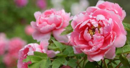 牡丹花的花语是什么？牡丹花是哪个城市的市花?