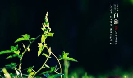 白露时节为什么要养生？白露时节养生的方法有哪些？