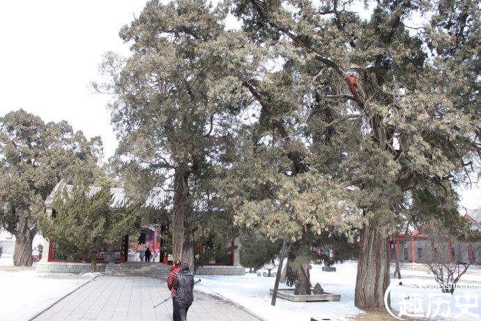 西汉开始天子陵墓前种柏树 被称作有失身份